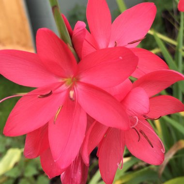 Crimson Flag Lily 'Oregon Sunset'