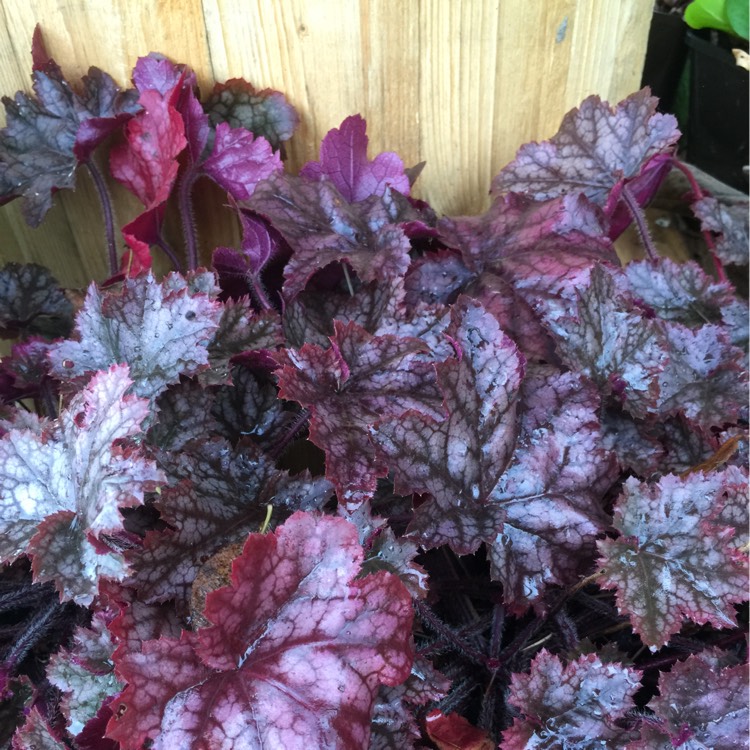 Plant image Heuchera 'Morello'