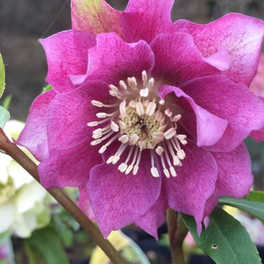 Hellebore