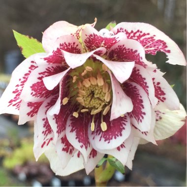 Hellebore