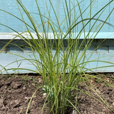 Silver Grass 'Kleine Fontane'