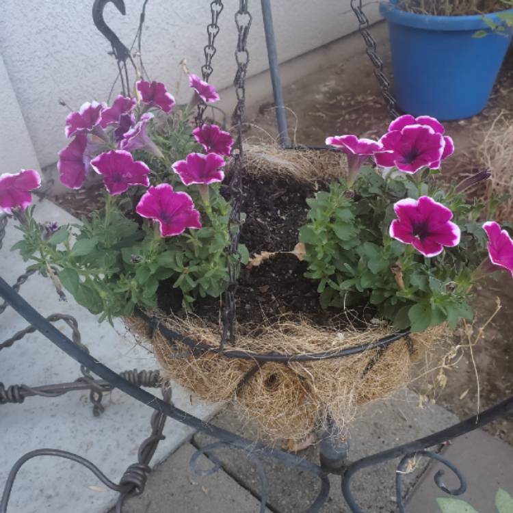 Plant image Petunia 'Pegasus Velvet Picotee'