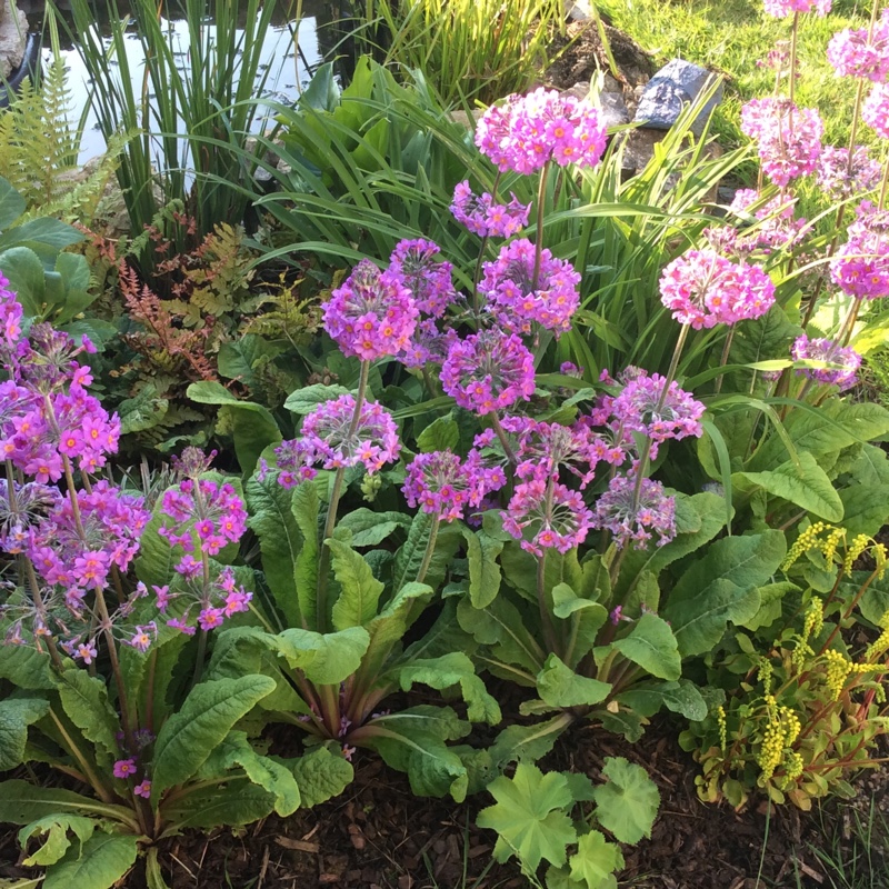 Candelabra primrose