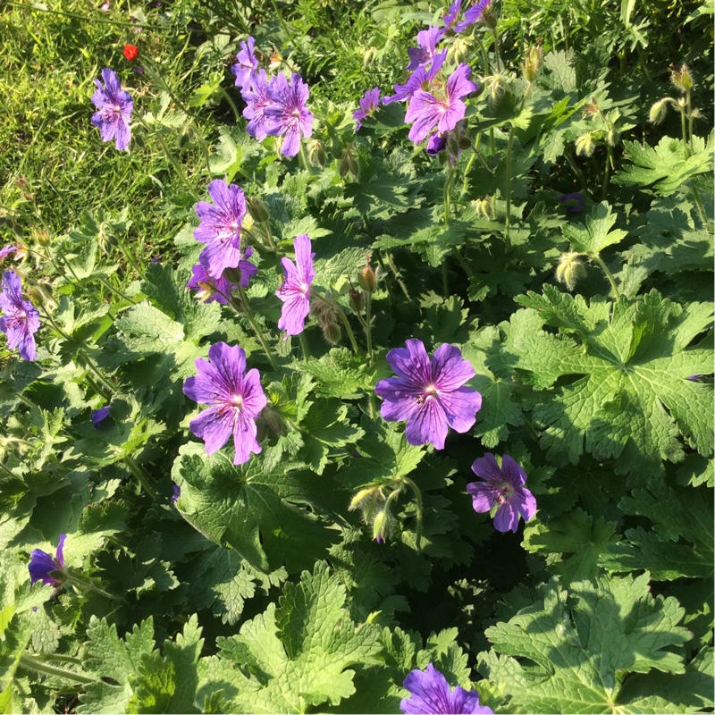 Purple Cranesbill