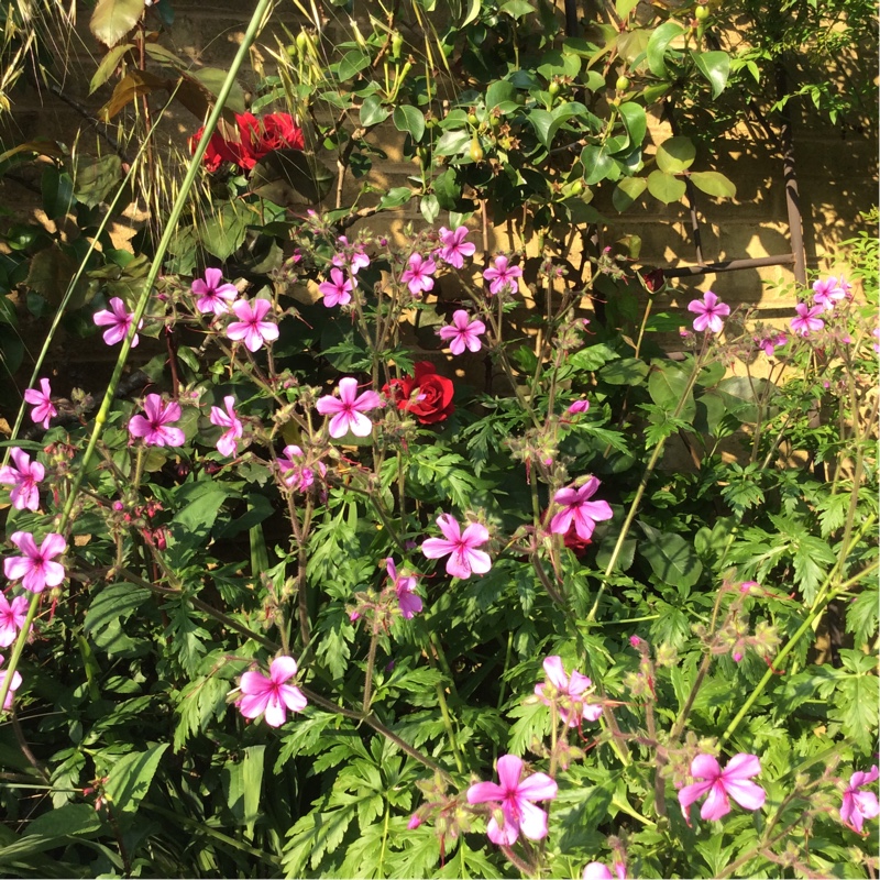 Geranium 'palmatum'