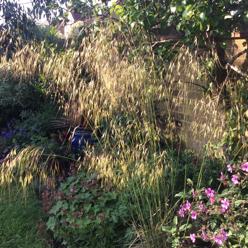 Feather Reed Grass