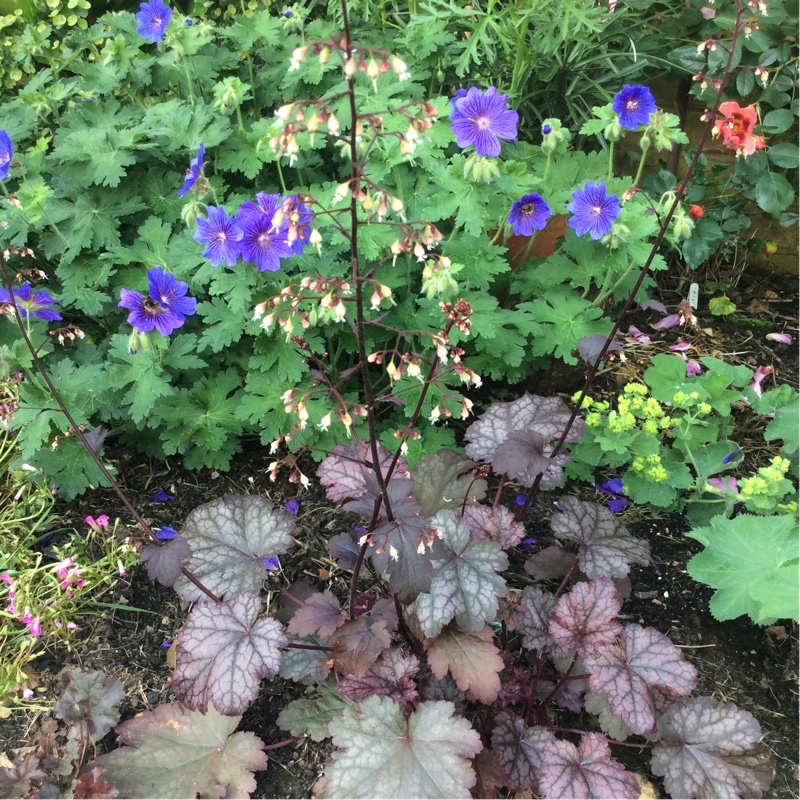 Alumroot 'Palace Purple'