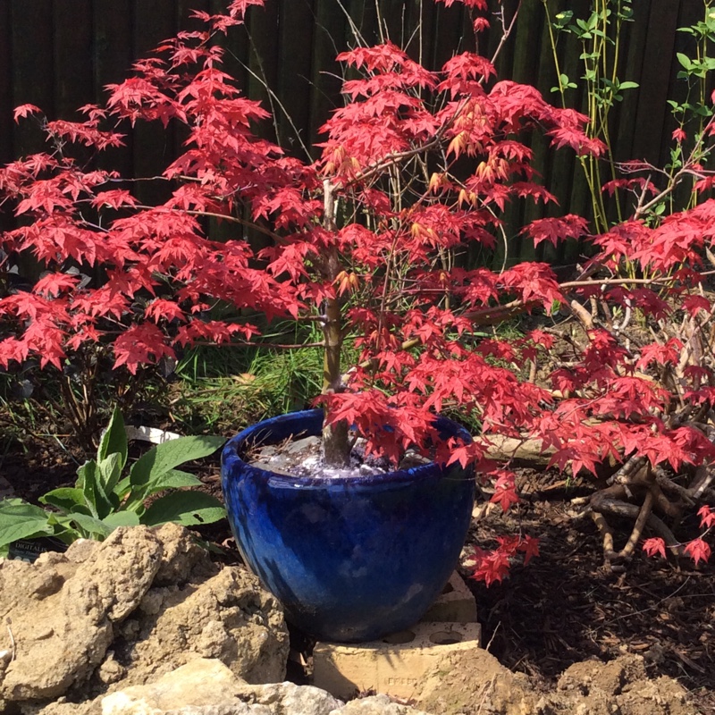 Japanese Maple