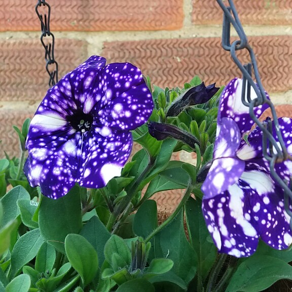 Petunia 'Night Sky'