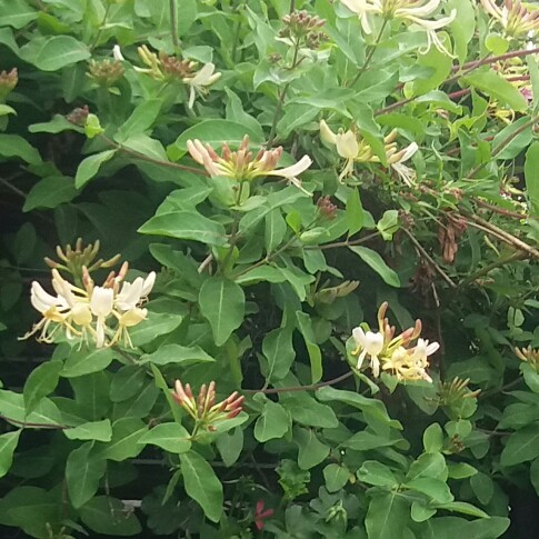 Honeysuckle