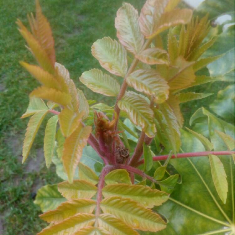 Plant image Rhus typhina