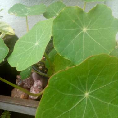 Nasturtium