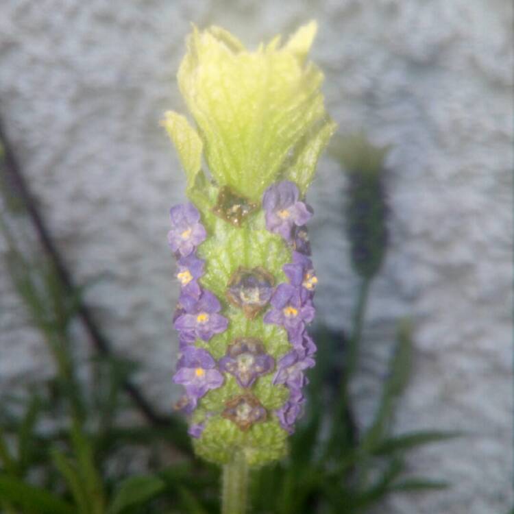 plant image 1031170