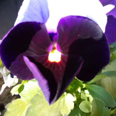 Pansy