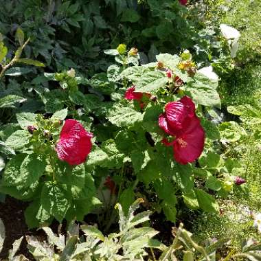 Hibiscus rosa-Sinensis 'Bimbos