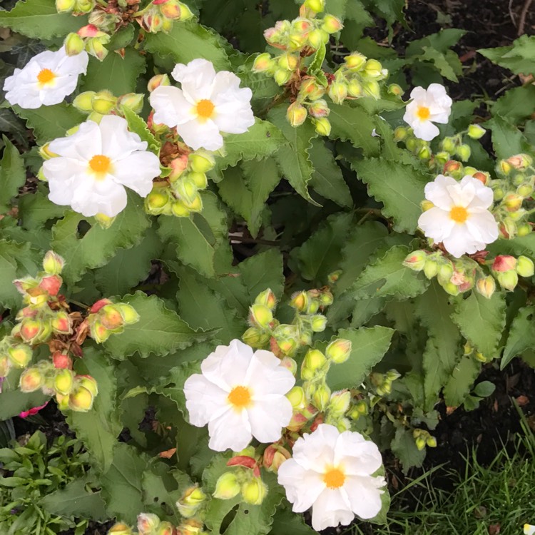 Plant image Cistus corbariensis