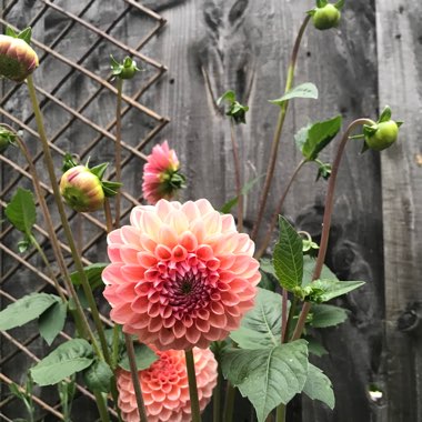 Dahlia 'Amberglow' (Ball)