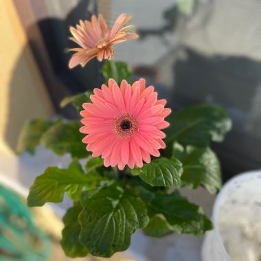 Gerbera 'Garvinea'