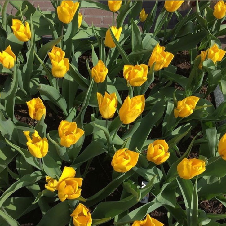 Plant image Tulipa gesneriana 'Lutea'