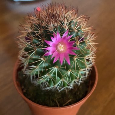 Old Lady Cactus