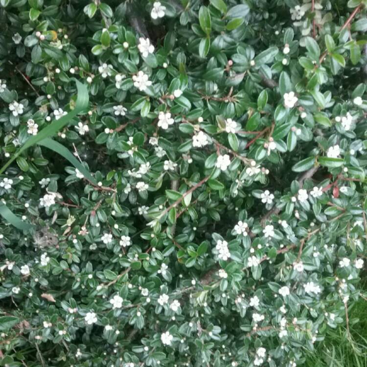 Plant image Cotoneaster Microphyllus