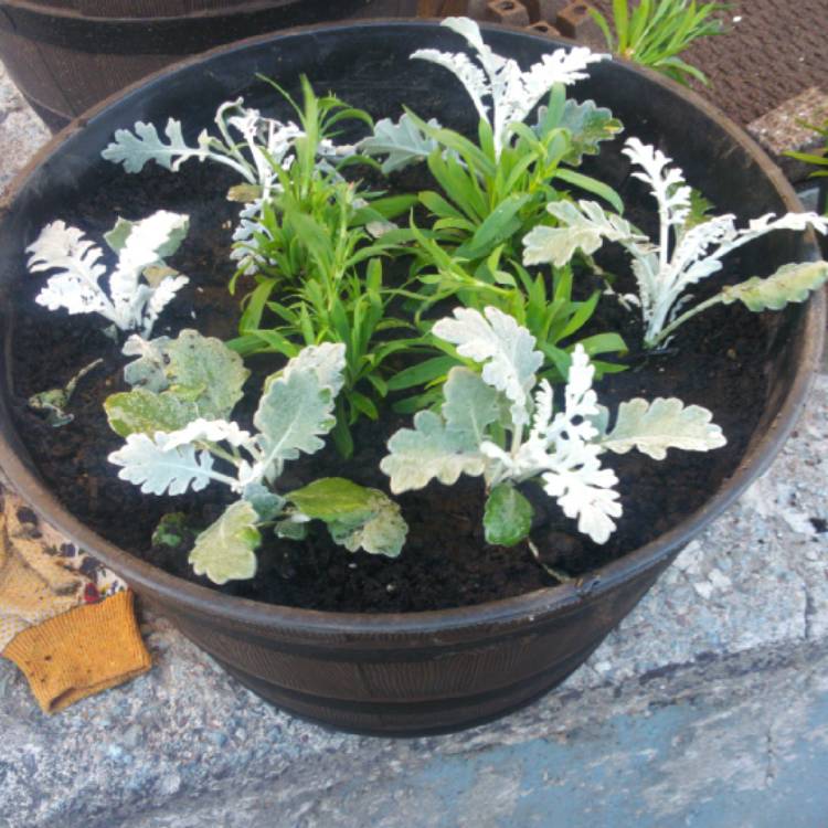 Plant image Dianthus chinensis 'White Fire'