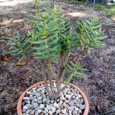 miniature pine tree