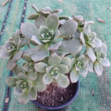 Aeonium 'Haworthii'