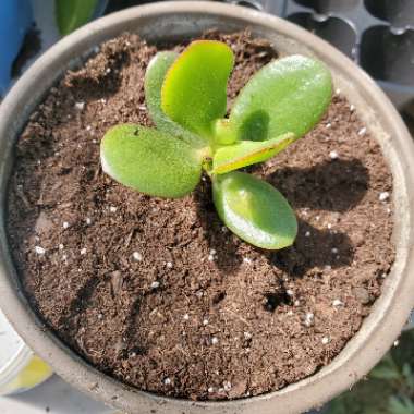 Crassula ovata 'Hummel's Sunset'