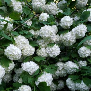 European Snowball Bush