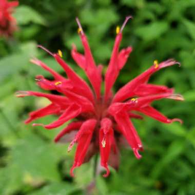 Bergamot 'Cambridge Scarlet'