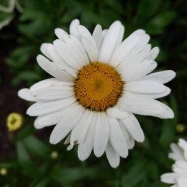 Common daisy