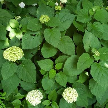 Hydrangea 'Endless Summer'