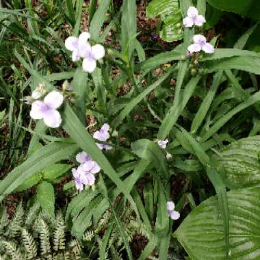 Spiderwort