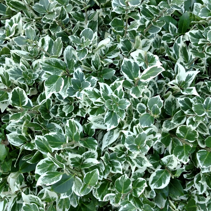 Plant image Euonymus Fortunei 'Emerald Gaiety'