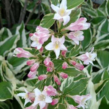 Weigela 'Florida Variegata'