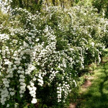 Birch Leaved Spiraea