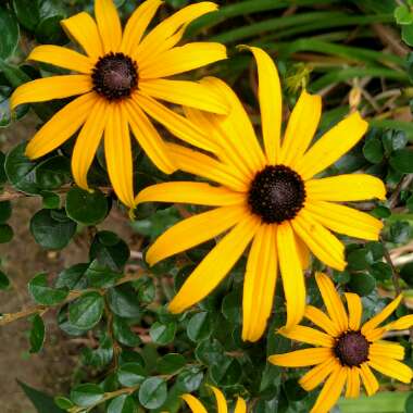 Coneflower 'Little Goldstar'