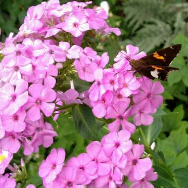 Phlox 'Miss Pepper'