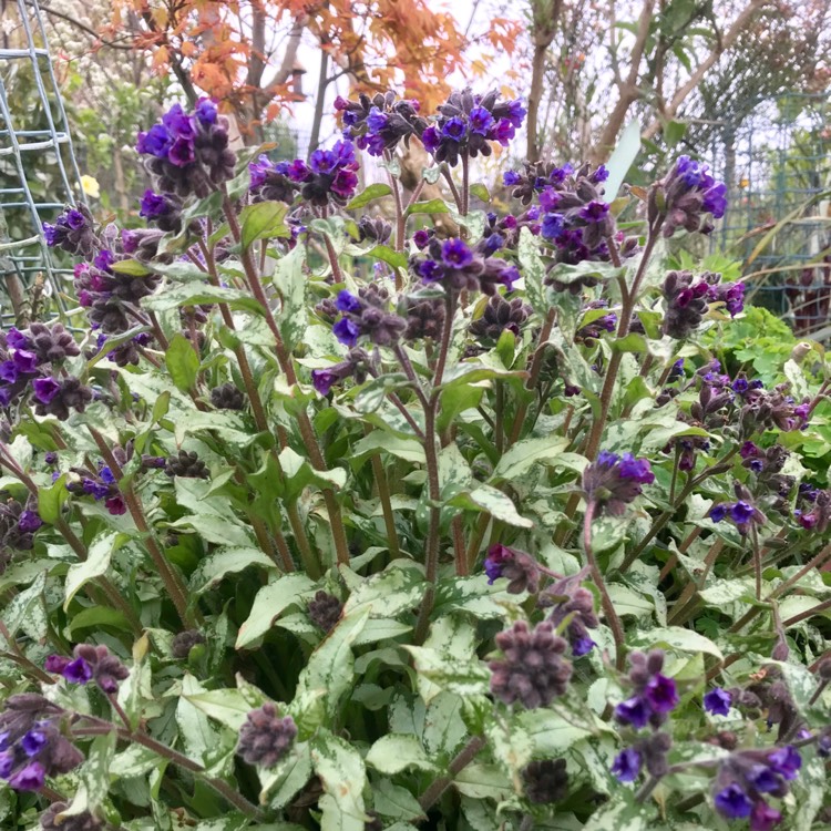 Plant image Pulmonaria 'Diana Clare'