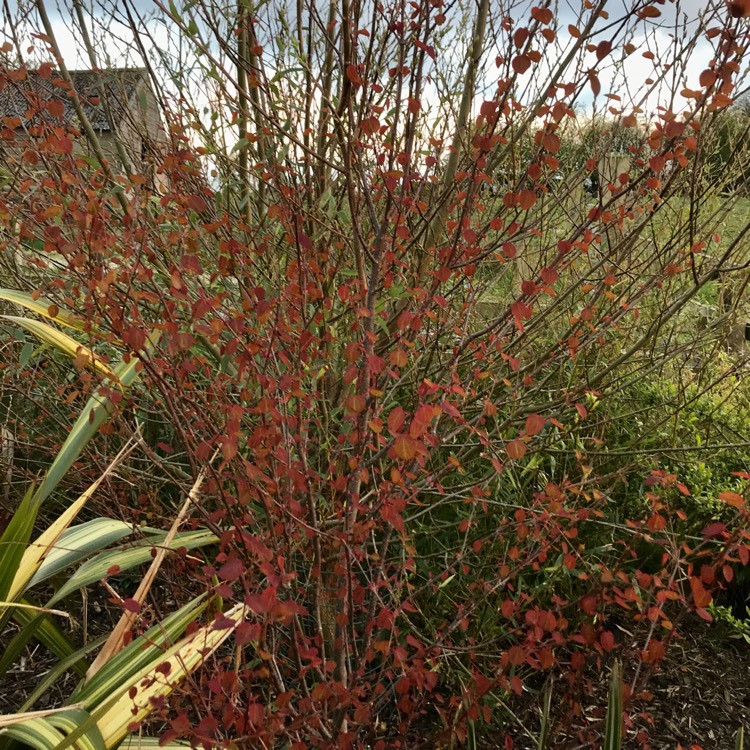 Plant image Cercidiphyllum japonicum