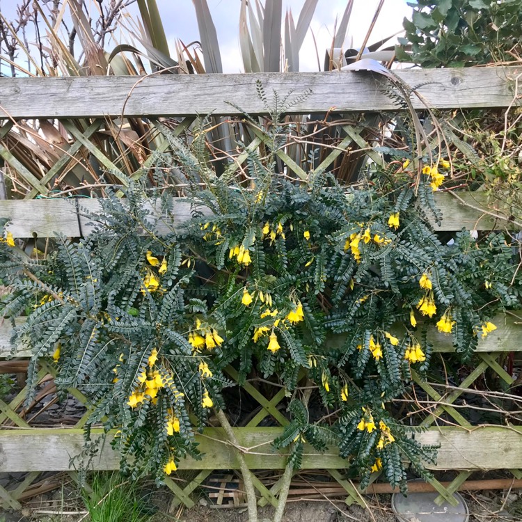 Plant image Sophora microphylla 'Sun King'