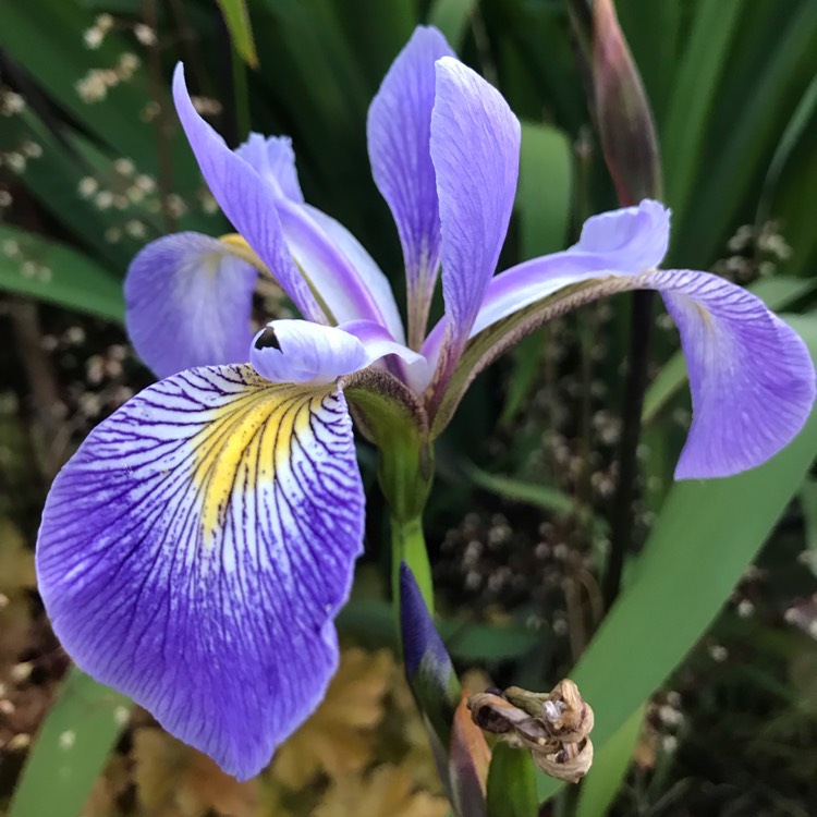 Plant image Iris Versicolor 'Gerald Darby' syn. Iris x Robusta  'Gerald Darby'