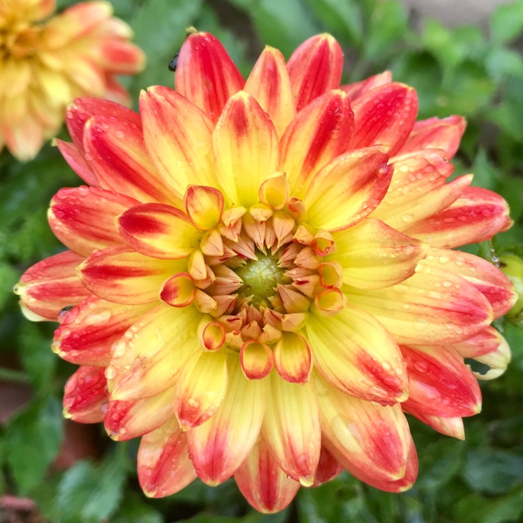 Plant image Dahlia 'Procyon'