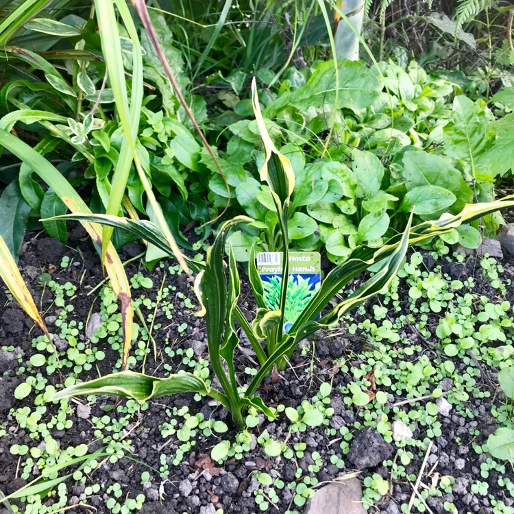 Plant image Hosta 'Praying Hands'