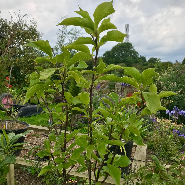 Plant image Magnolia 'Heaven Scent'