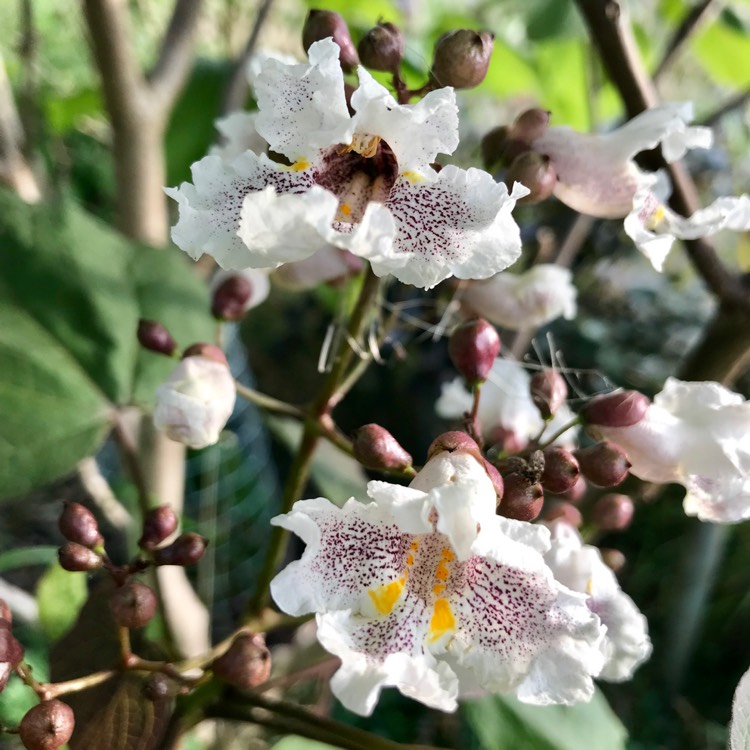 Plant image Catalpa x erubescens 'Purpurea'