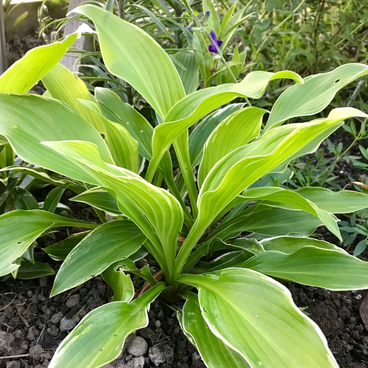 Plant image Hosta 'So Sweet'