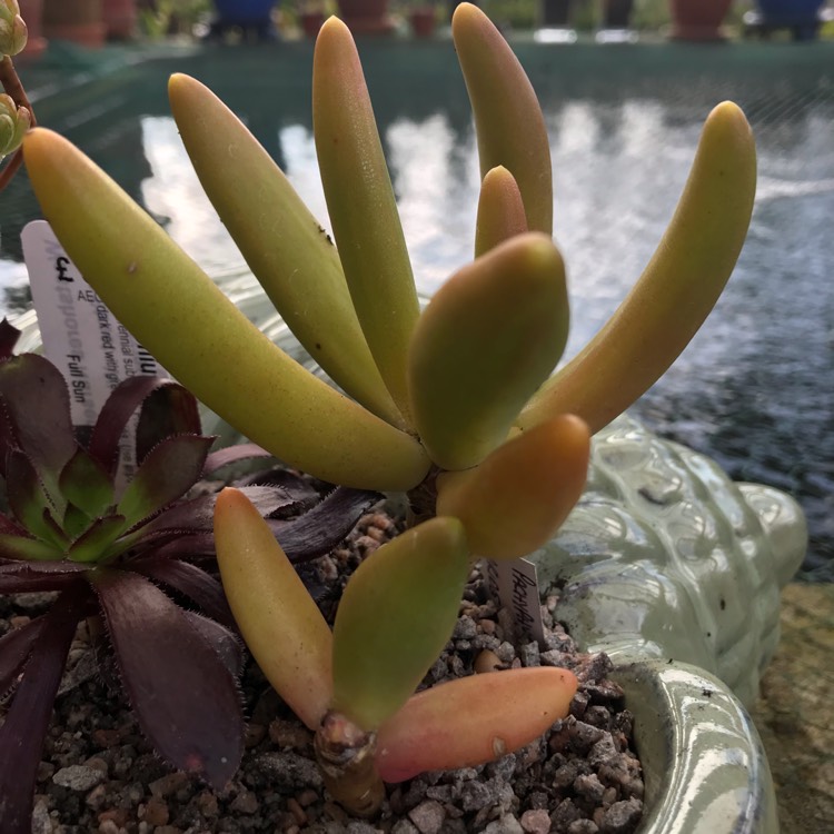 Plant image Pachyphytum viride