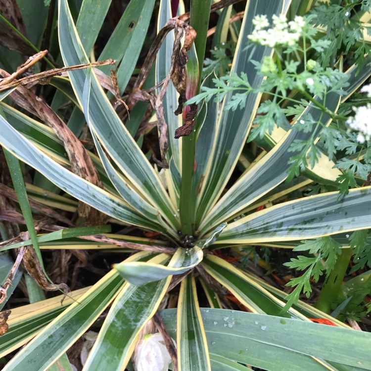 plant image 1159905